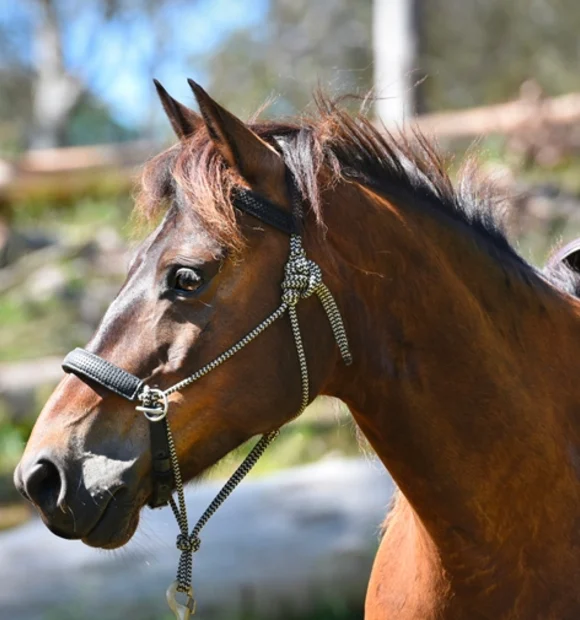 Dodge Guy Fawkes Heritage Horse - Australian Brumby
