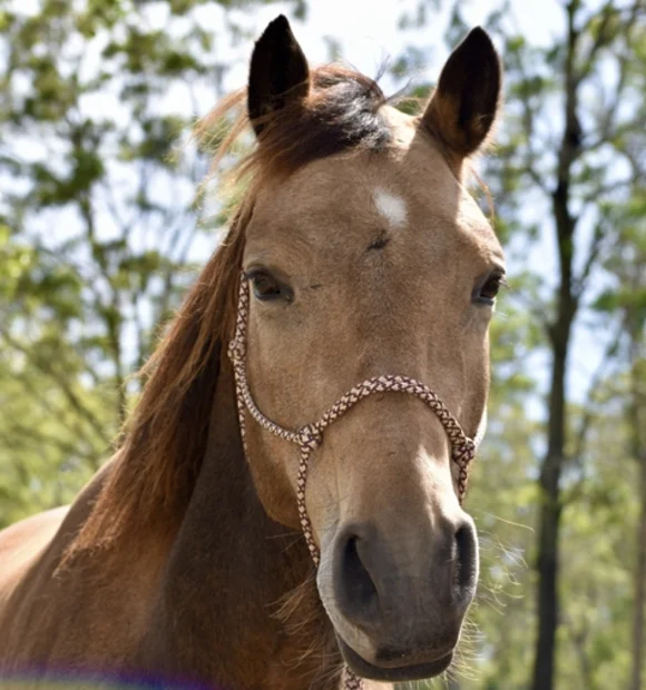 Kalypso Guy Fawkes Heritage Horse - Australian Brumby