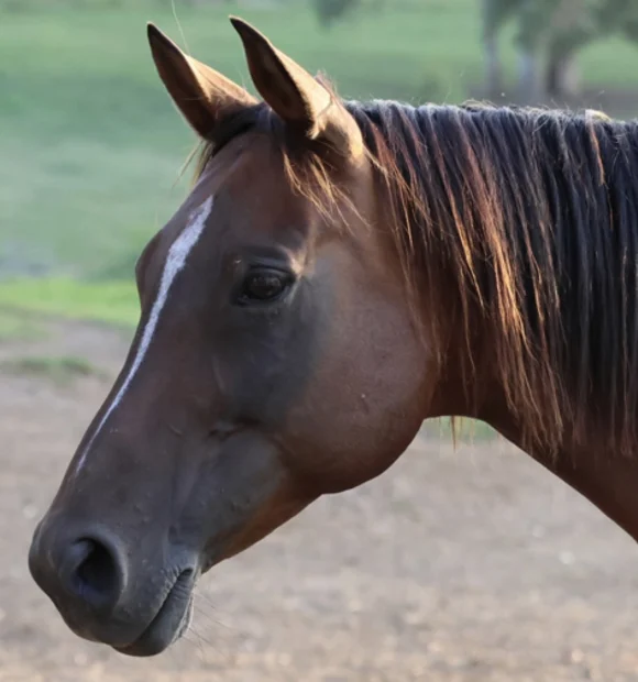 Queen T Arabian Horse
