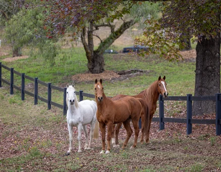 BYO Horse Holidays Port Macquarie NSW Australia