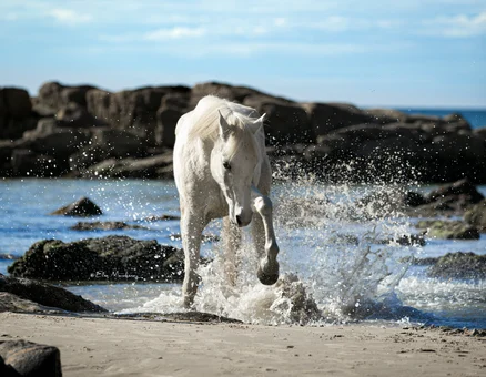 horse-beach