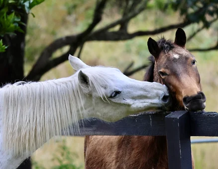 Youngest & Oldest Kerewong Horses Communication