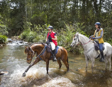 Horse Riding in Australian NSW State Forest