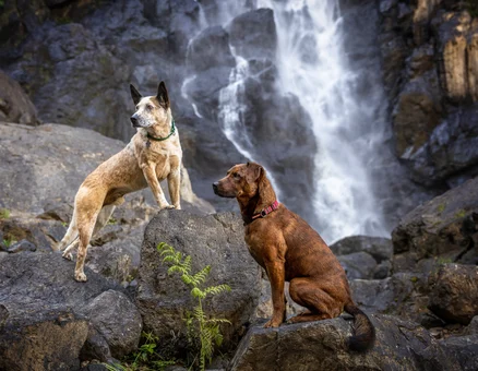 Kerewong Dogs Ellenborough Falls - PC Jo Lyons Photography