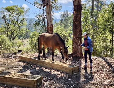 Horse Training with Obstacles