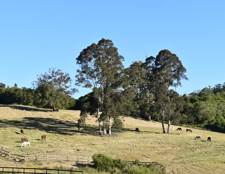 Kerewong Horse Farm NSW Australia