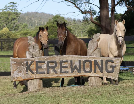 Sign with Guy Fawkes Brumbies