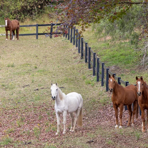 BYO Guest horse paddock