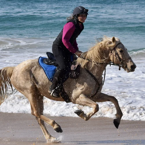 Beach Horse Tour NSW Mid North Coast Australia