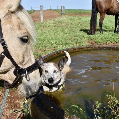 Brumby and Australian Cattle Dog on Hinterland Horse Ride NSW