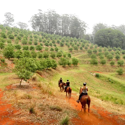 Horse Tours Avocado Orchards Mid North Coast NSW