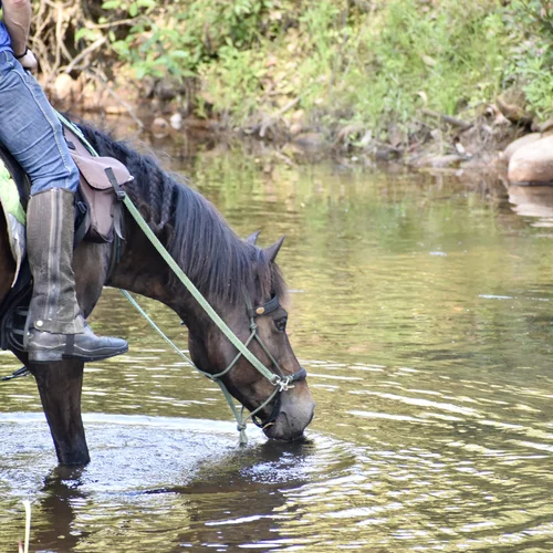 Horse Trekking Adventure Holidays NSW Australia