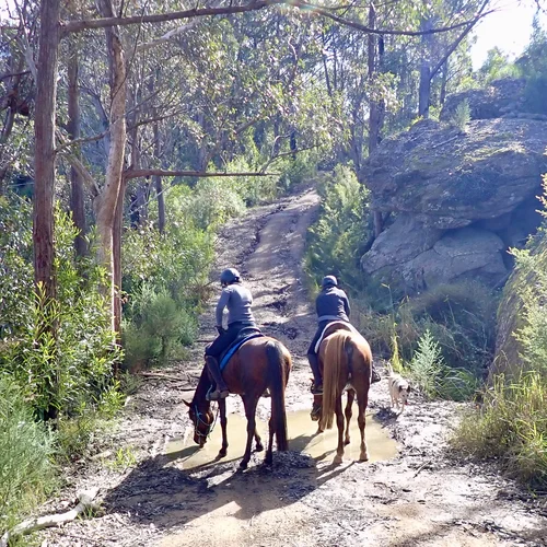 Forest Horse Riding Tours Port Macquarie NSW