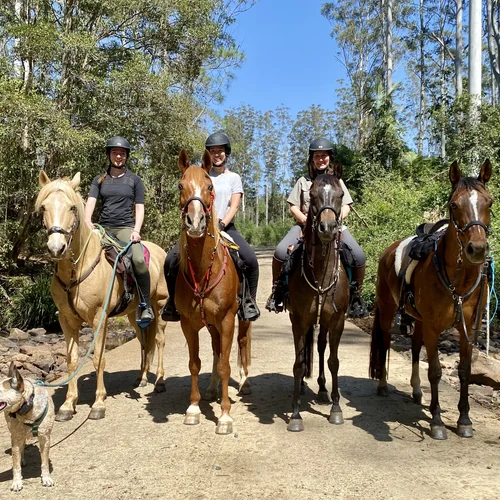 Horse Riders in NSW State Forest Australia