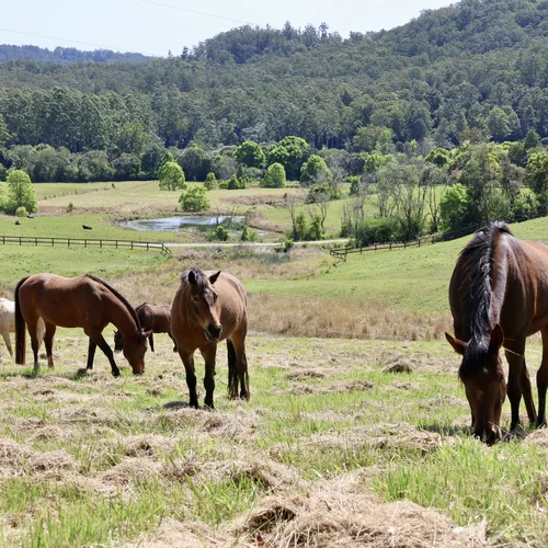 Herd Observation Horsemanship Module