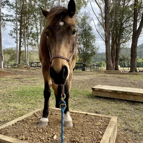 Horsemanship Development Program