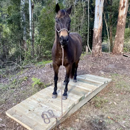 Obstacle Course for Horses NSW Australia