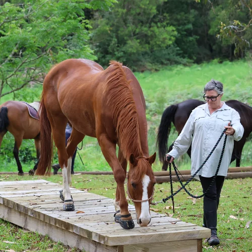 Mountain Trail Obstacle Course BYO Horse Stays