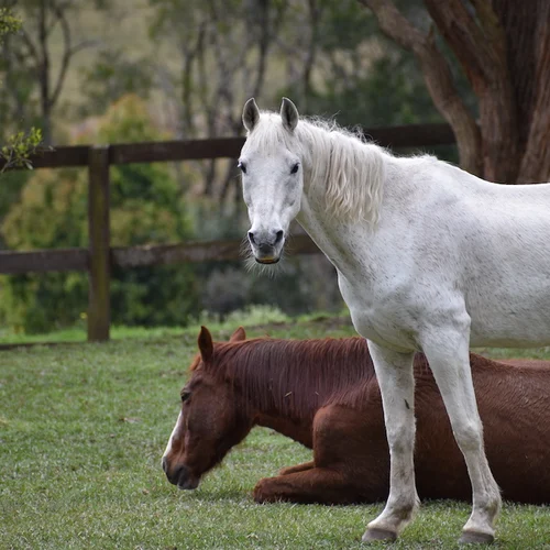 Happy Horse Haven NSW Australia