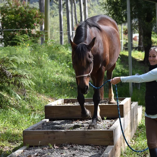 Improve Horse Handling Horsemanship 