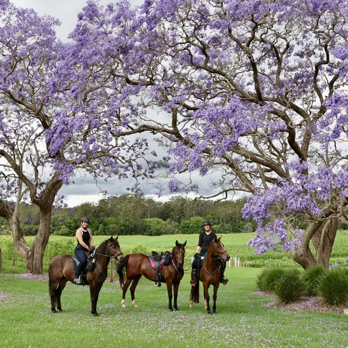 Winery Horse Riding Tour NSW Mid North Coast