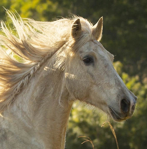 Blondie Guy Fawkes Heritage Horse - Australian Brumby