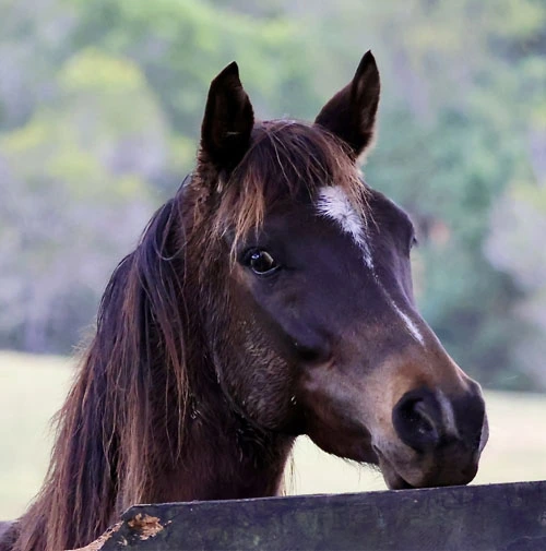 Nino - Arabian Horse