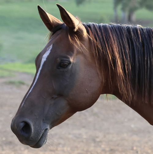 Queen T Arabian Horse